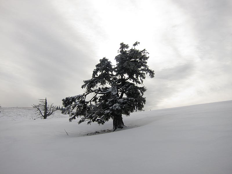 tirolerkogel